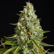 Amnesia Lemon semeno konopí Amnesia Lemon