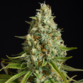 Amnesia Lemon semeno konopí Amnesia Lemon