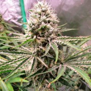 Amnesia Lemon semeno konopí Amnesia Lemon