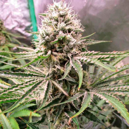 Amnesia Lemon semeno konopí Amnesia Lemon