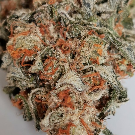 Amnesia Lemon semeno konopí Amnesia Lemon