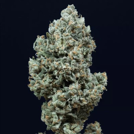 Critical + 2.0 Auto semeno konopí Critical + 2.0 Auto