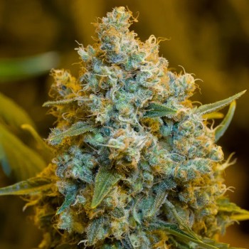 Semeno konopí Critical Jack