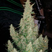 Semeno konopí Critical Jack