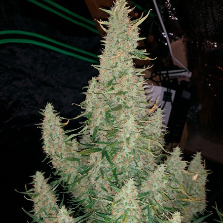 Semeno konopí Critical Jack