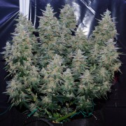 Semeno konopí Critical Jack