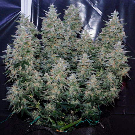 Semeno konopí Critical Jack