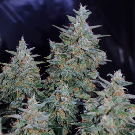 Semeno konopí Critical Jack
