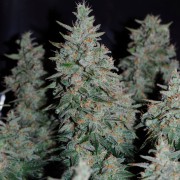 Semeno konopí Critical Jack