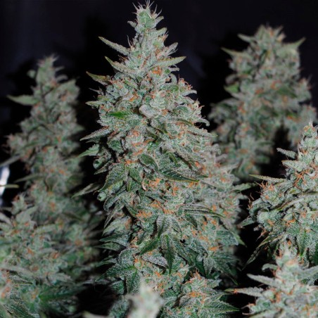 Semeno konopí Critical Jack