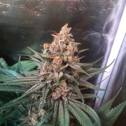 Semeno konopí Critical Jack