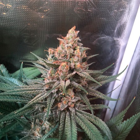 Semeno konopí Critical Jack
