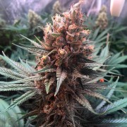 Semeno konopí Critical Jack