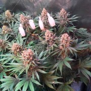 Semeno konopí Critical Jack