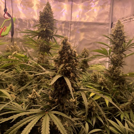 Semeno konopí Critical Jack