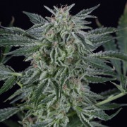 Semeno konopí Critical Jack Auto