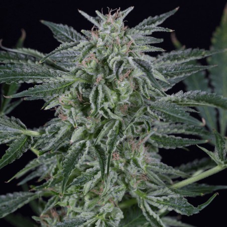 Semeno konopí Critical Jack Auto