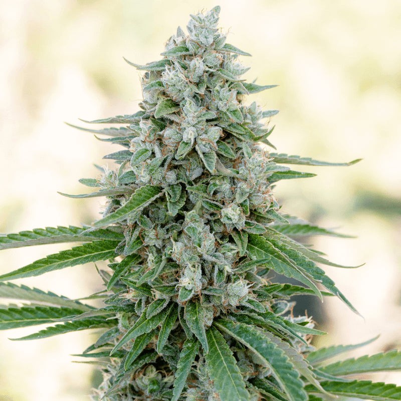 Critical Mango - 10 semen