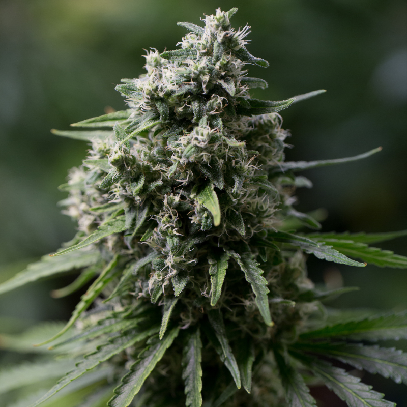Critical+ 2.0 – 25 semen