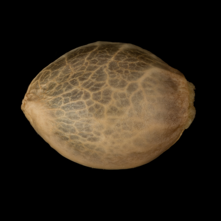 Hybridní konopí s převahou Indica
