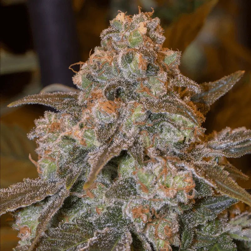Gorilla Frost - 5 semen