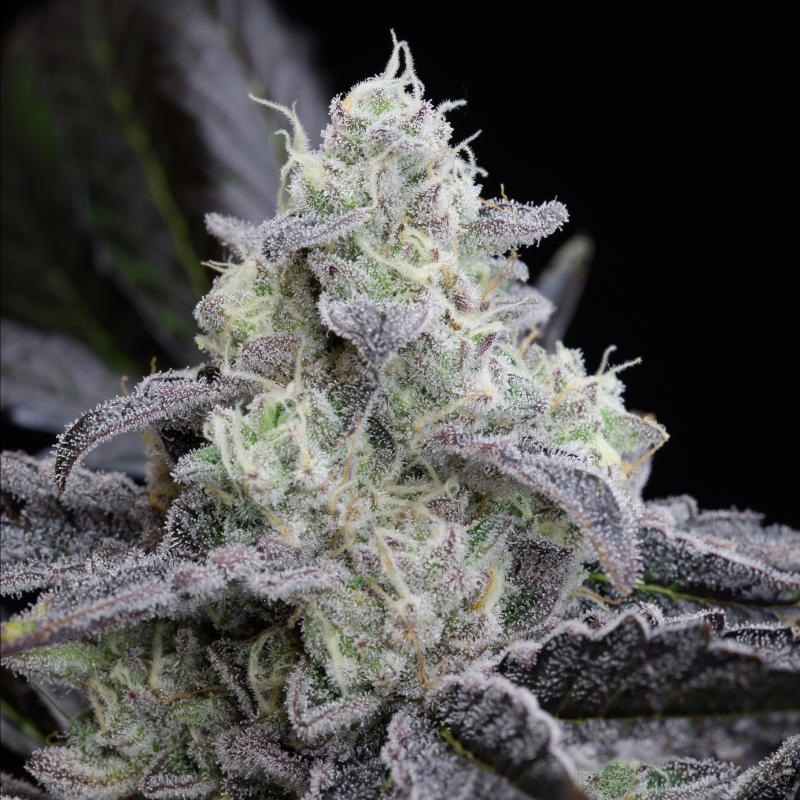 L.A Vanilla Cake - 10 semen