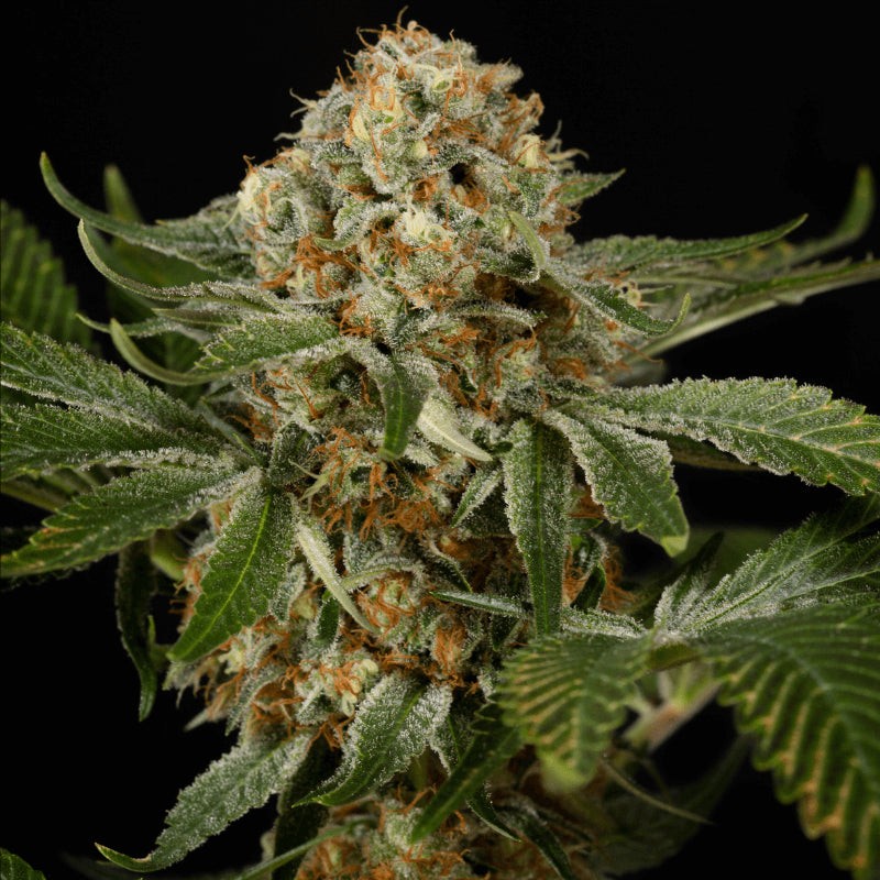 OG Kush - 3 semínka