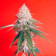 Semeno konopí OG Kush