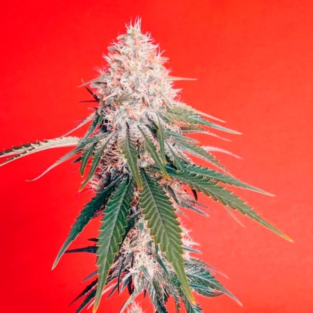 Semeno konopí OG Kush