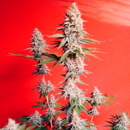 Semeno konopí OG Kush