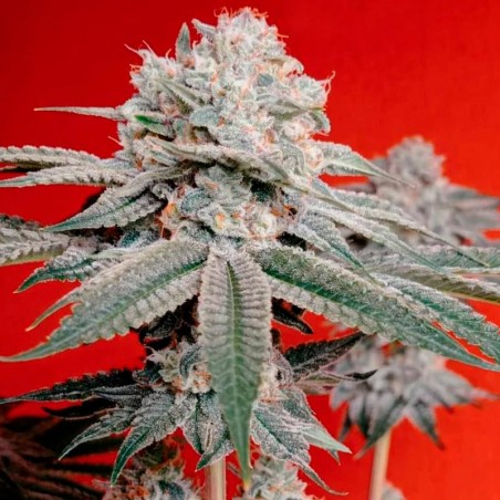 Semeno konopí OG Kush