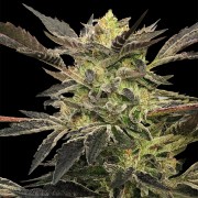 Semeno Pink Sunset Auto