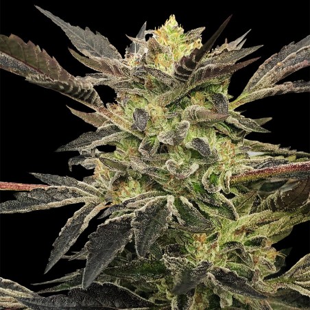 Semeno Pink Sunset Auto