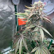 Semeno Pink Sunset Auto