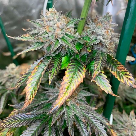 Semeno Pink Sunset Auto