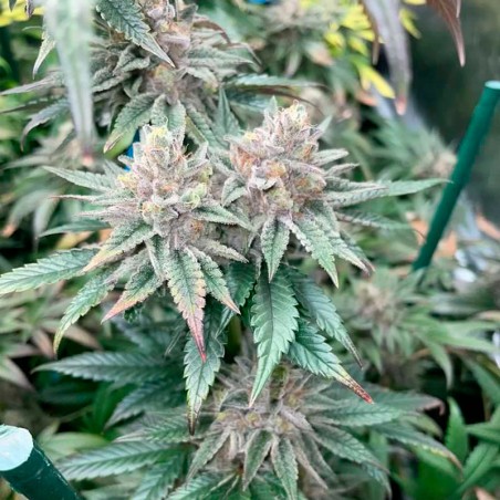 Semeno Pink Sunset Auto