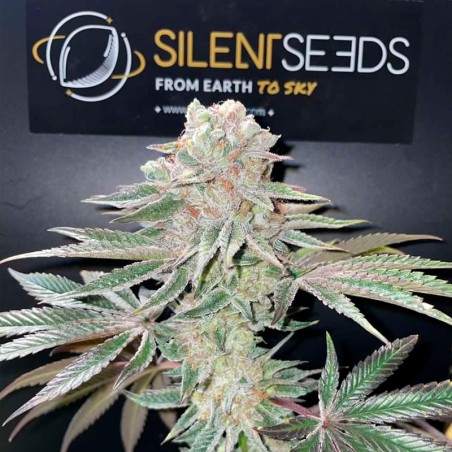 Semeno Pink Sunset Auto