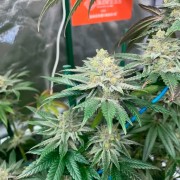 Semeno Pink Sunset Auto