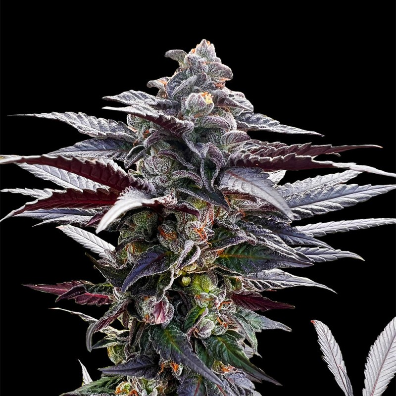 Pink Sunset od Sherbinskis – 5 semen