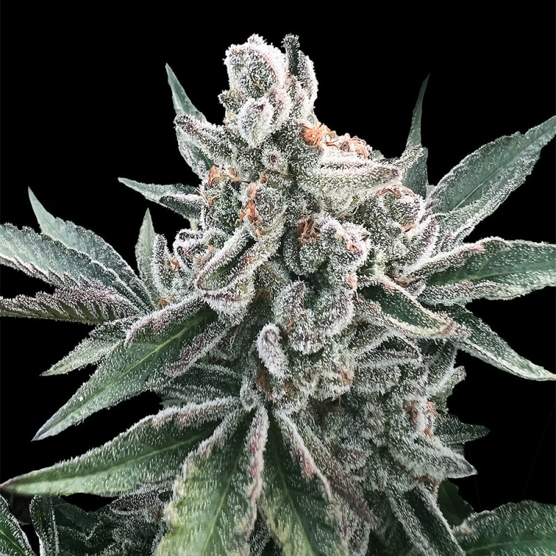 Polar Gelato od Sherbinskis