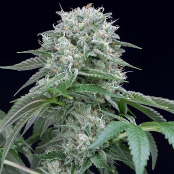 Semeno Starfire OG OG