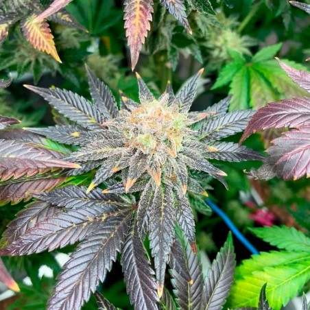 Semeno Starfire OG OG