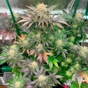 Semeno Starfire OG OG