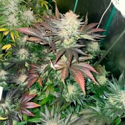 Semeno Starfire OG OG