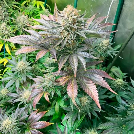 Semeno Starfire OG OG