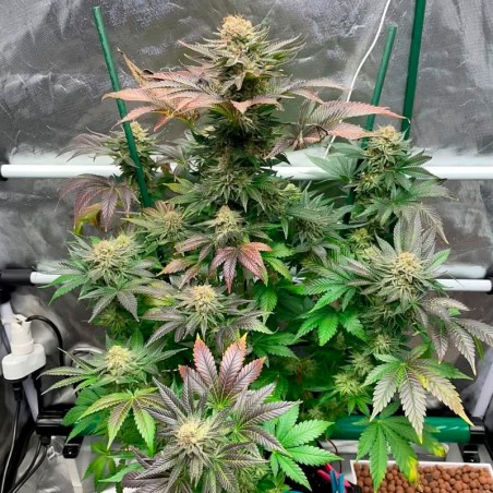 Semeno Starfire OG OG