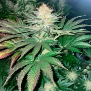 Semeno Starfire OG OG