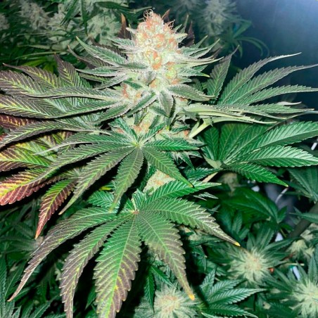 Semeno Starfire OG OG