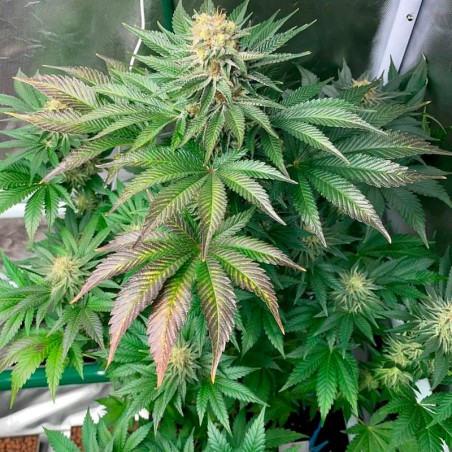 Semeno Starfire OG OG