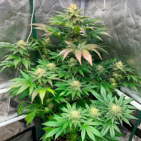 Semeno Starfire OG OG